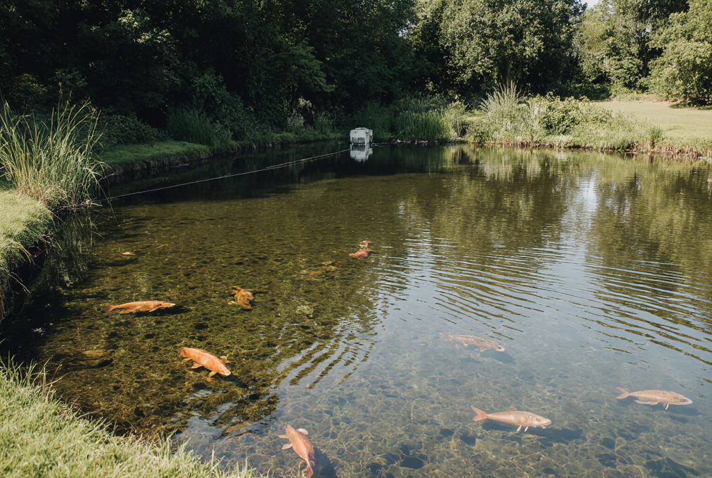 Как ухаживать за прудом после зарыбления