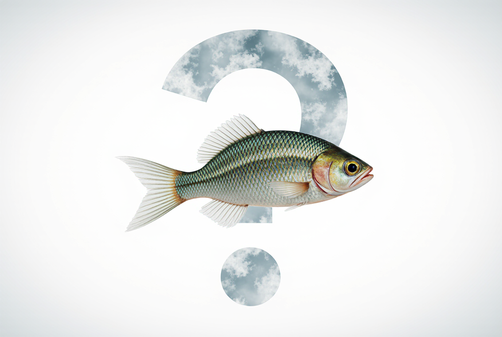 Какую рыбу выбрать для зарыбления пруда: под еду, рыбалку, очистку и декор