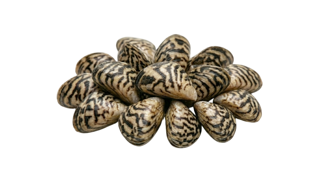 Речная дрейссена