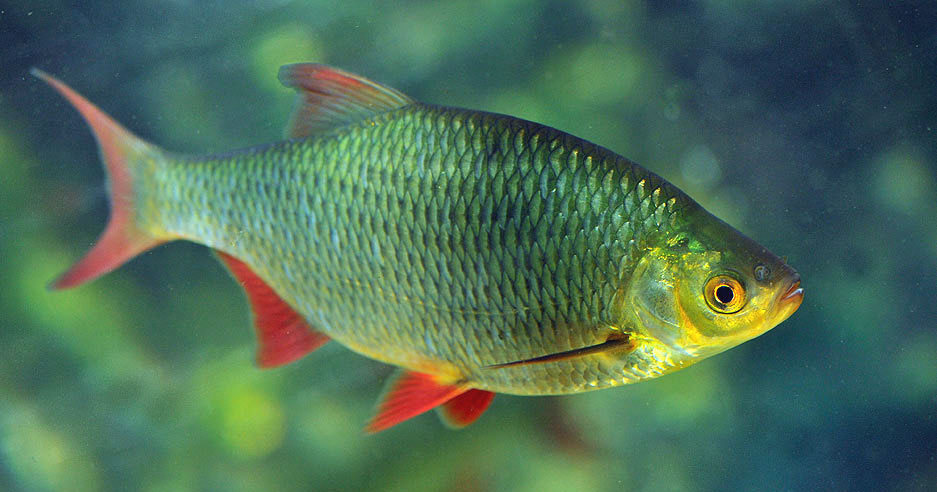 Красноперка