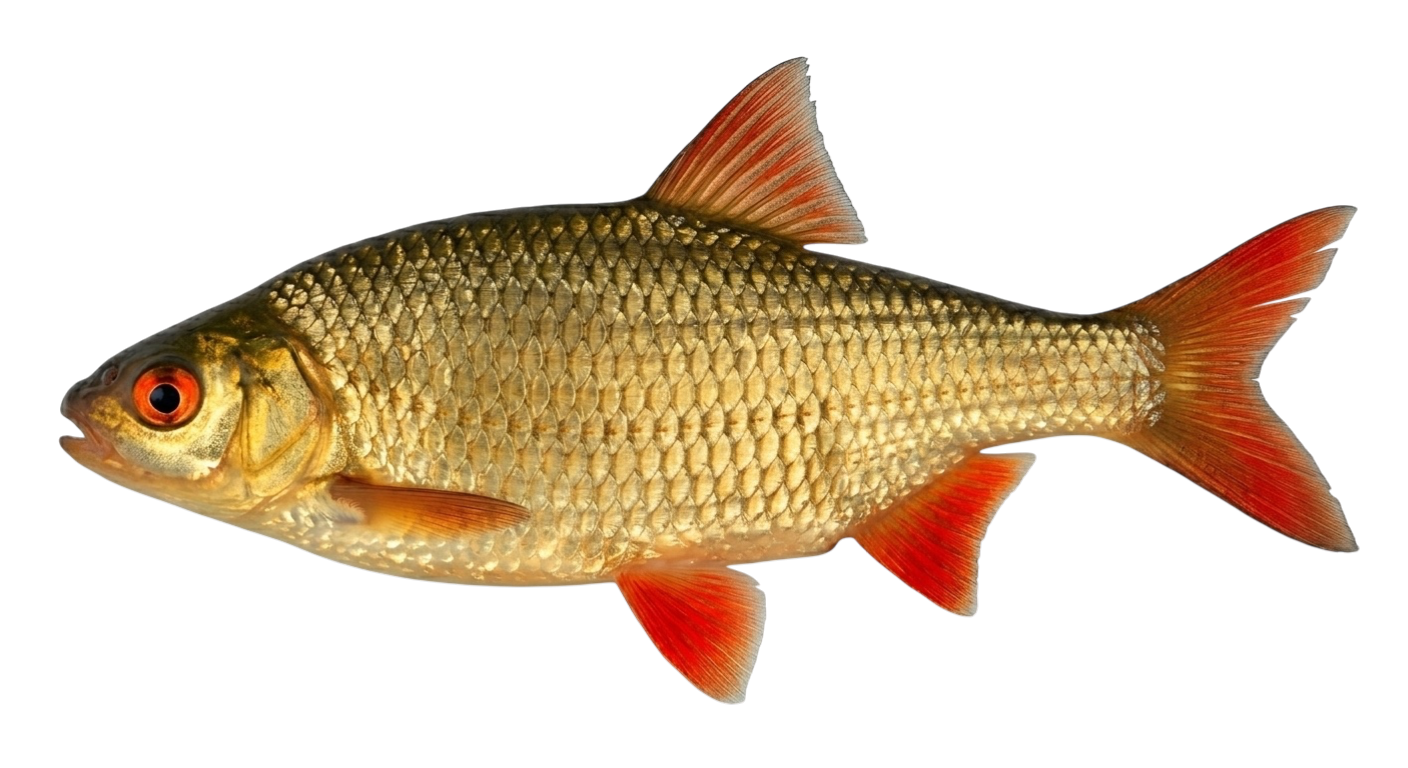 Красноперка