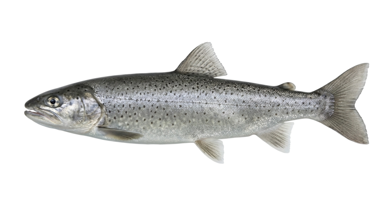 Озерная форель