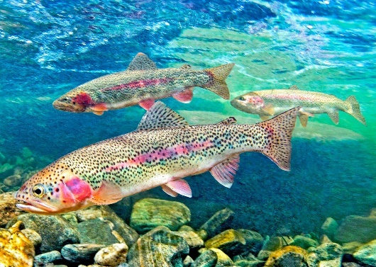 Радужная форель