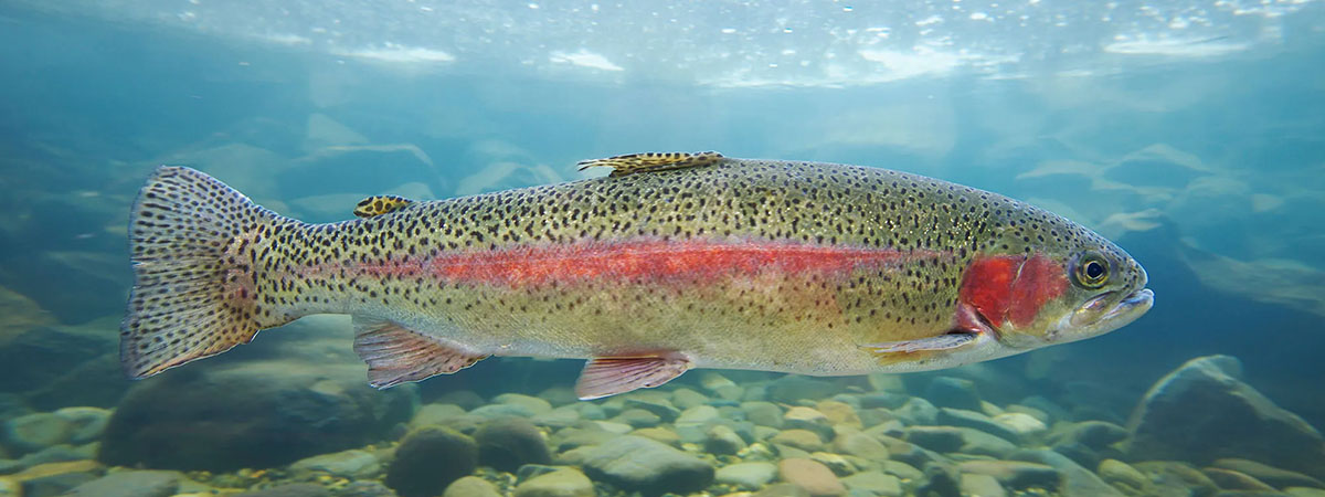 Радужная форель
