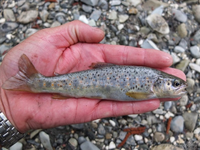 Радужная форель