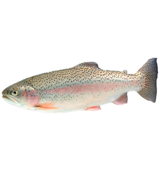 Радужная форель