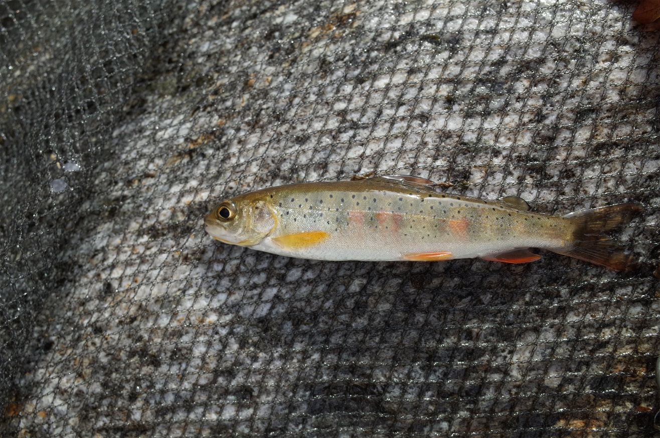 Радужная форель