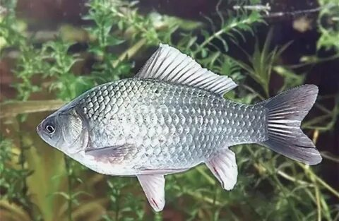 Серебрянный горбатый карась