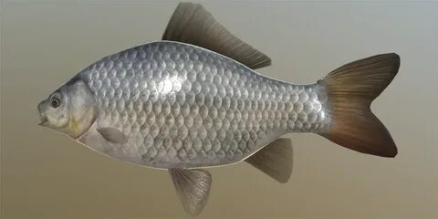 Серебрянный горбатый карась