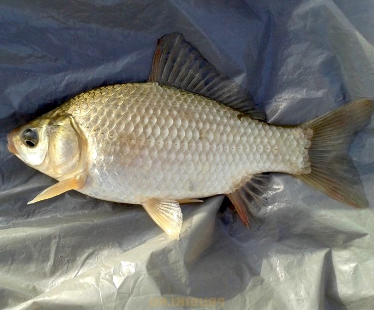 Серебрянный горбатый карась