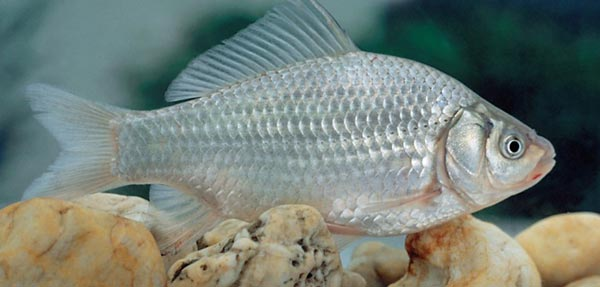 Серебряный карась