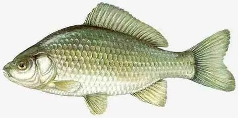 Серебряный карась