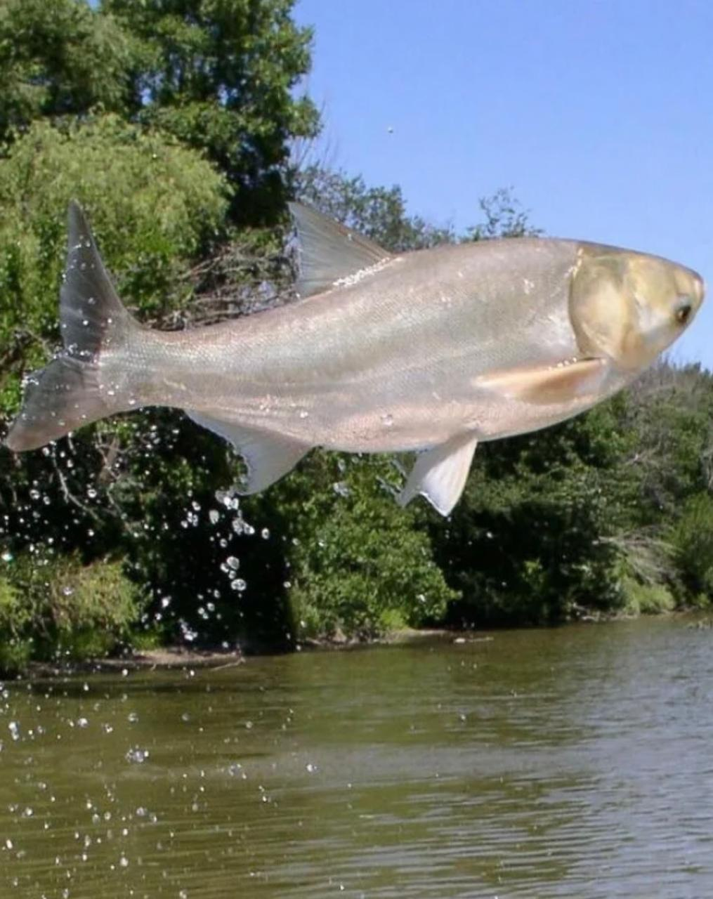 Толстолобик