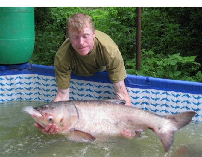 Толстолобик