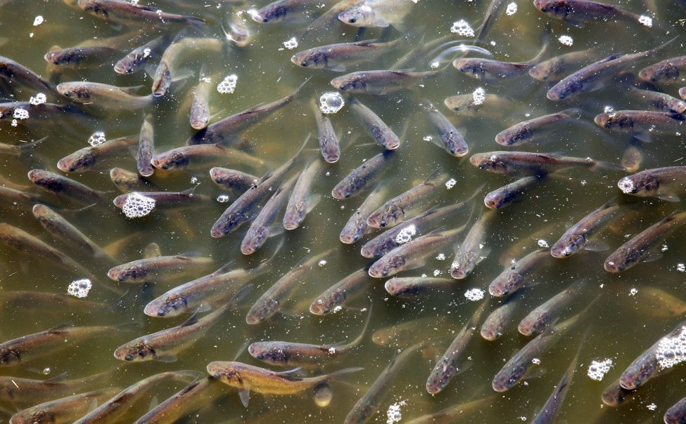 Толстолобик