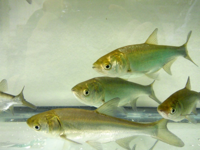 Толстолобик