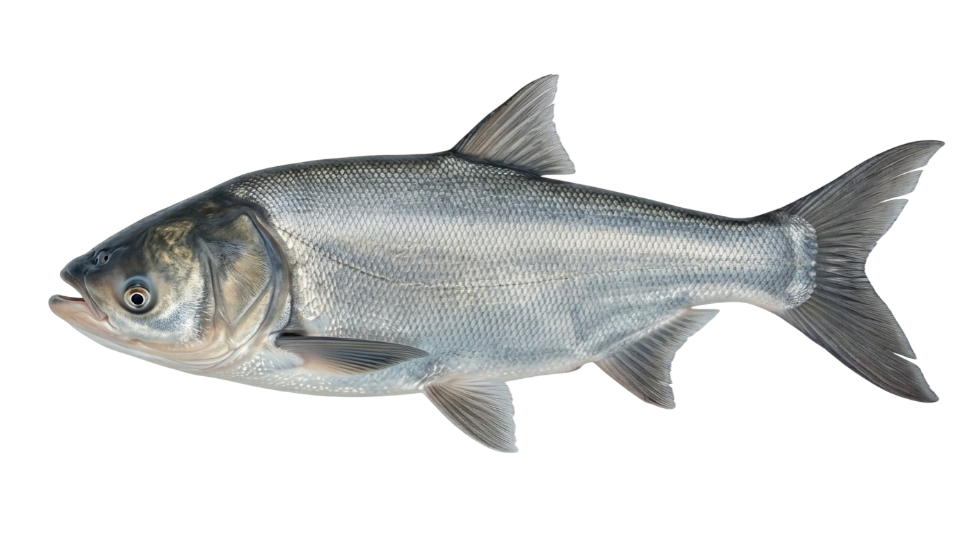 Толстолобик