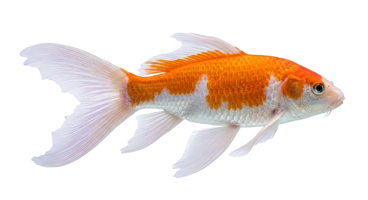 Вуалевый карп