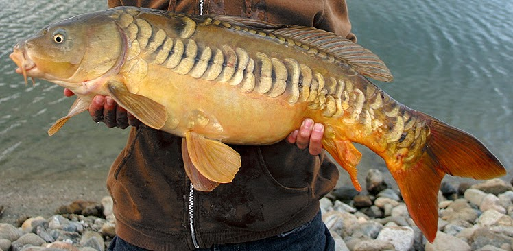 Зеркальный карп