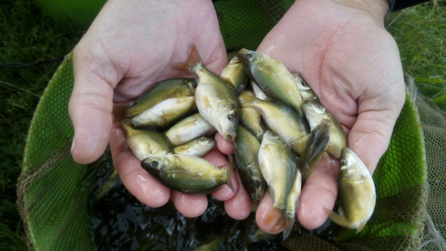 Зеркальный карп