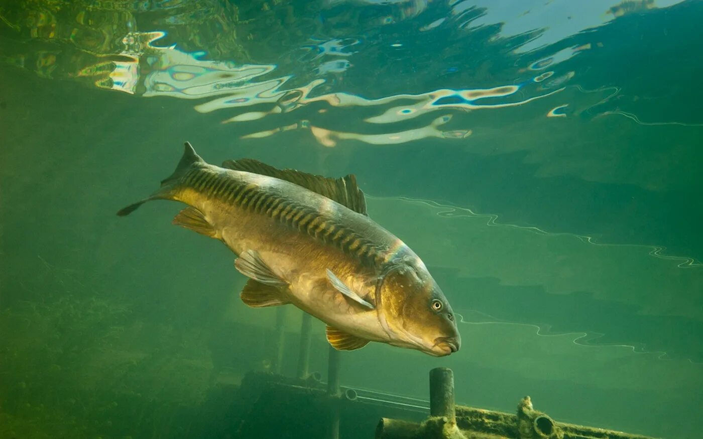 Зеркальный карп