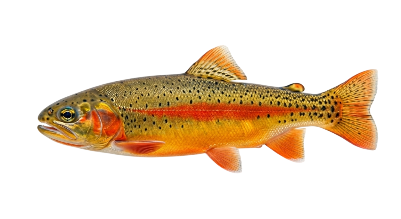 Золотая форель