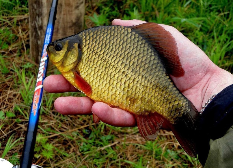 Золотой горбатый карась