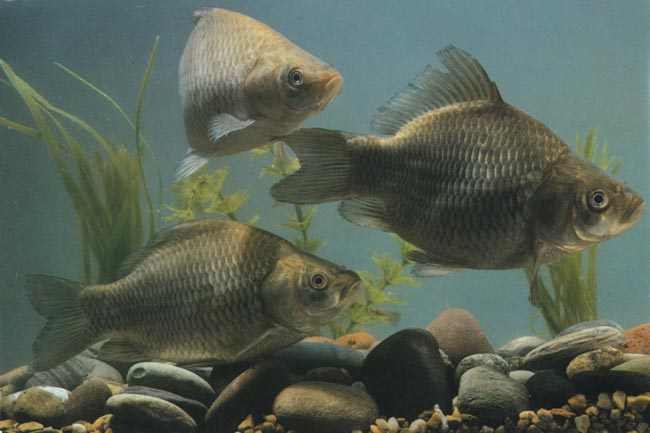 Золотой горбатый карась