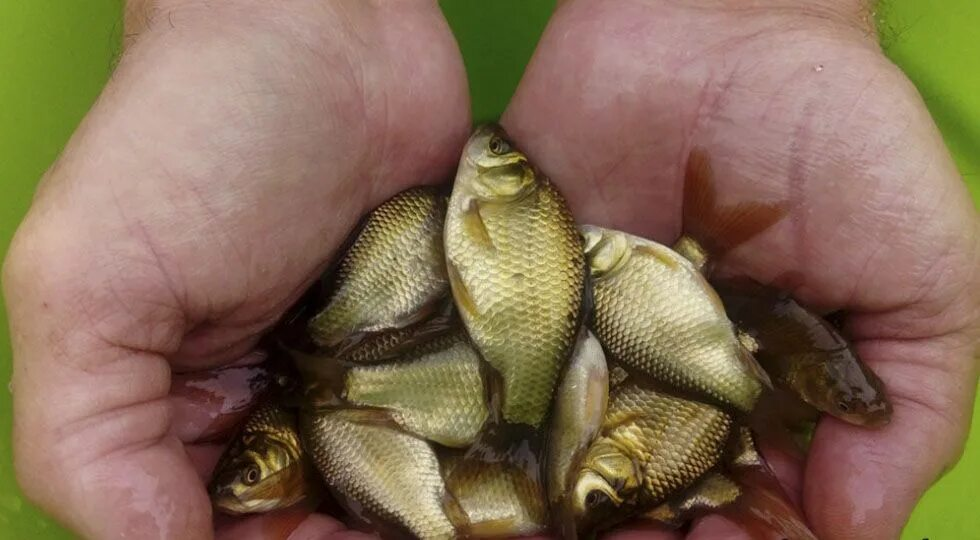 Золотой горбатый карась