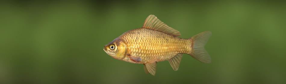 Золотой горбатый карась