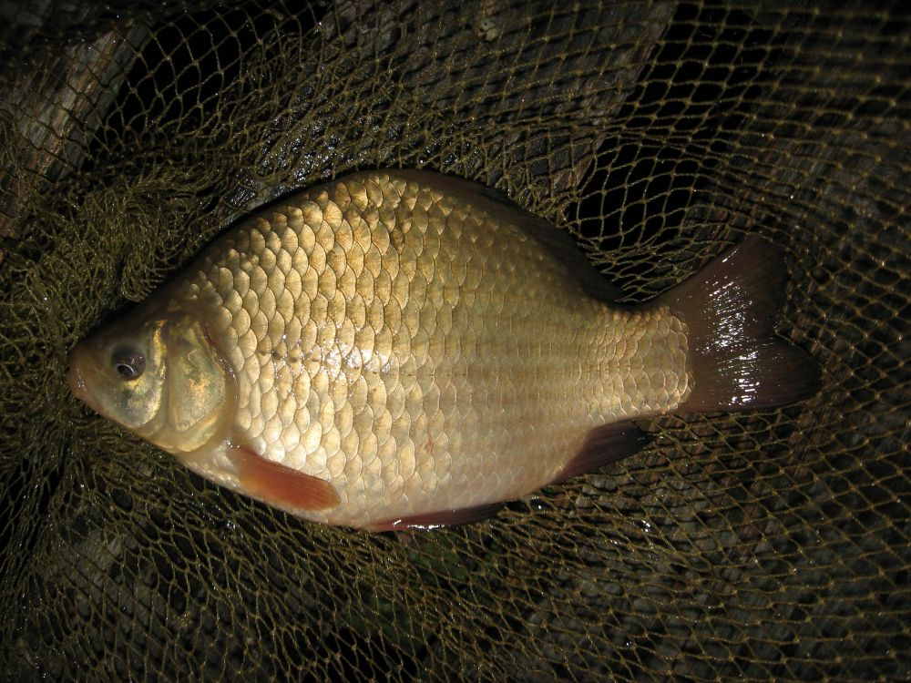 Золотой горбатый карась