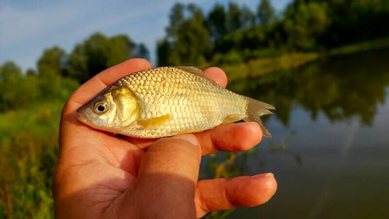 Золотой горбатый карась