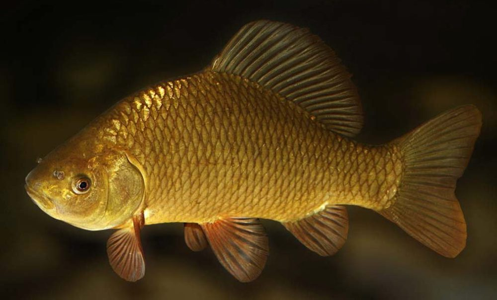 Золотой горбатый карась