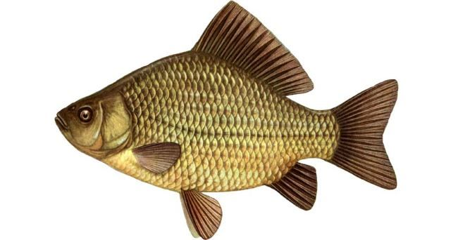 Золотой горбатый карась