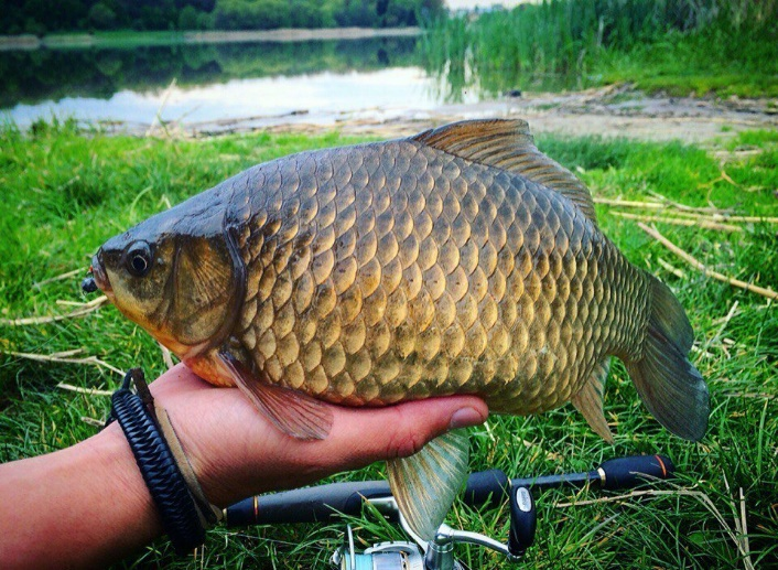 Золотой горбатый карась