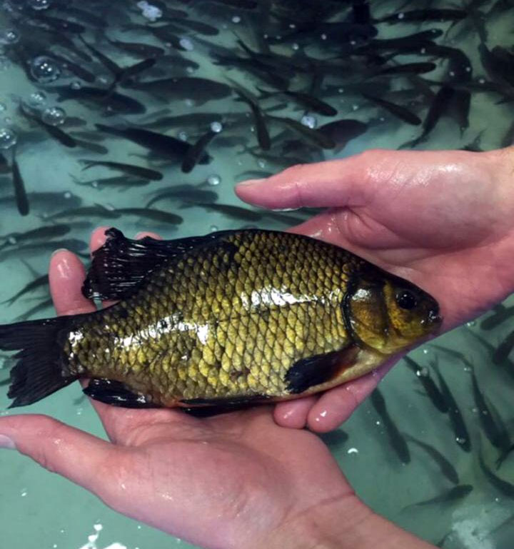 Золотой горбатый карась