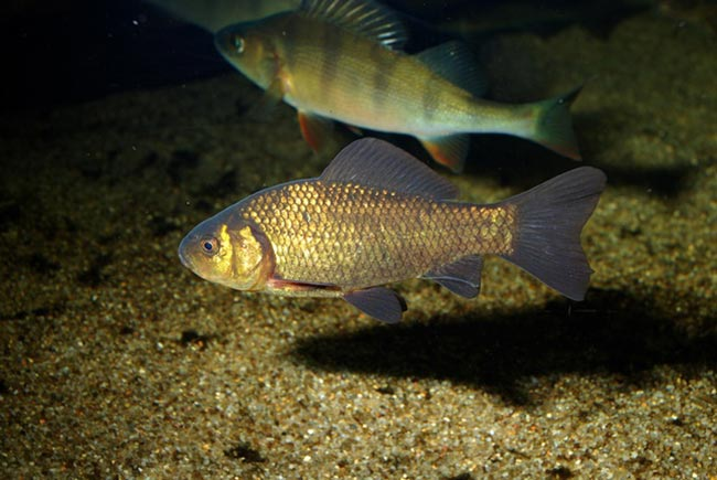 Золотой горбатый карась