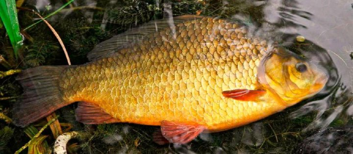 Золотой горбатый карась