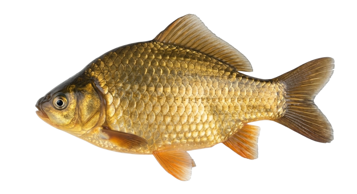 Золотой горбатый карась